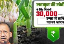UP Government’s Scheme : इस स्कीम से यूपी में लहलहाएगी लहसुन की फसल